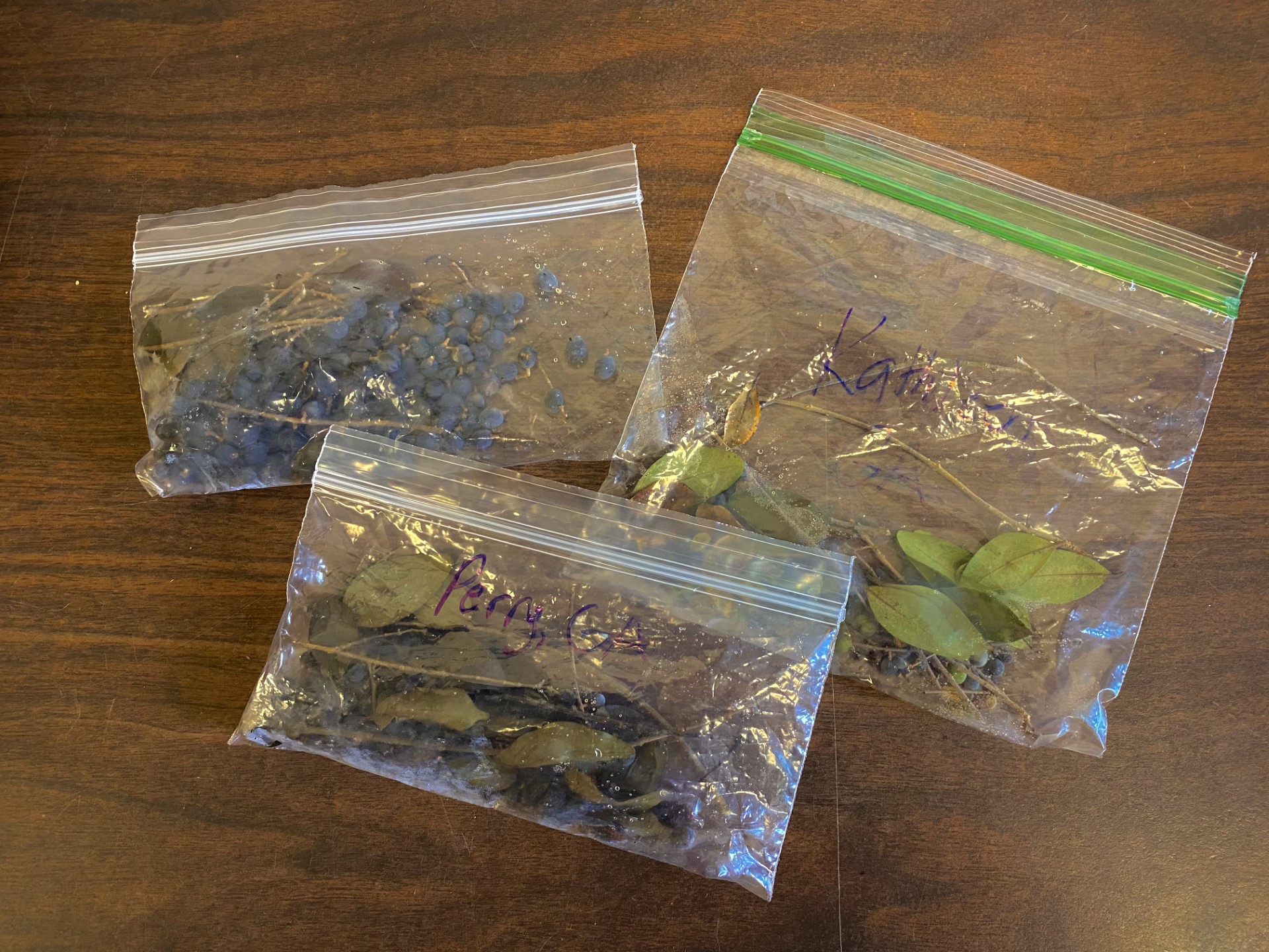 Collected berries in bags.jpg thumbnail